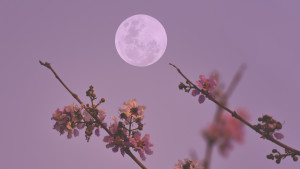 The pink moon 